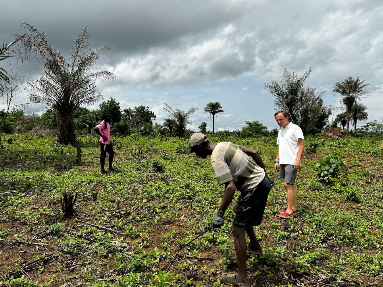 Cocoa fields under heavy sky